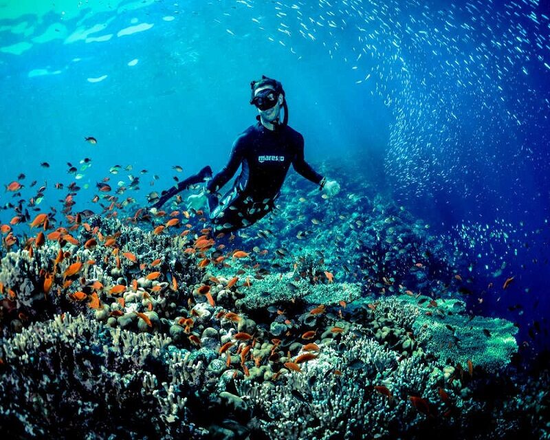 dive in the red sea
